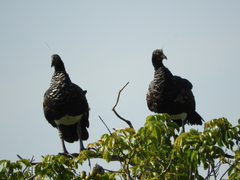 Anhima cornuta
