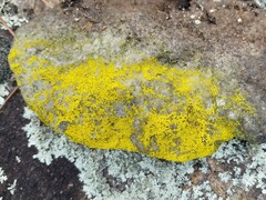 Chrysothrix insulizans