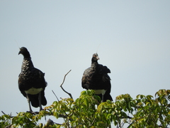 Anhima cornuta