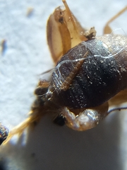 Myrmecophilus