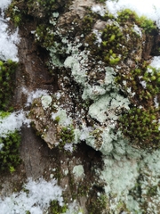 Lepraria finkii