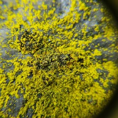 Chrysothrix insulizans