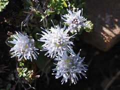 Jasione crispa