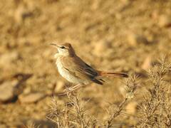 Cercotrichas galactotes