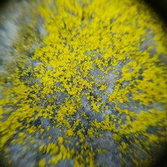 Chrysothrix insulizans