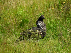 Anhima cornuta