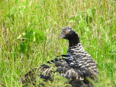 Anhima cornuta