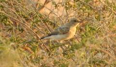 Oenanthe hispanica