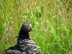 Anhima cornuta