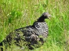 Anhima cornuta