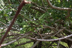 Spondias purpurea
