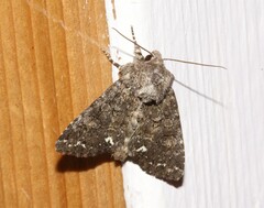 Melanchra pulverulenta