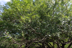 Spondias purpurea