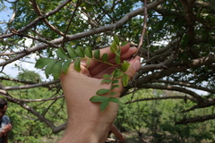 Spondias purpurea