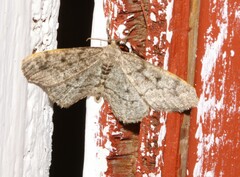 Hypagyrtis piniata