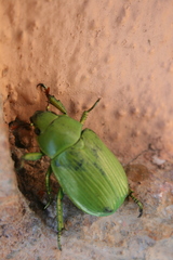 Chrysina psittacina