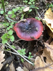Russula