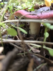 Russula