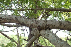 Spondias purpurea