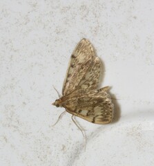 Anania tertialis