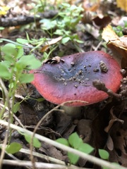 Russula