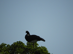 Anhima cornuta