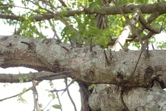 Spondias purpurea