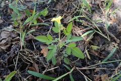 Oxalis frutescens