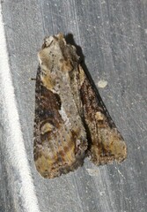 Lateroligia ophiogramma