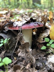 Russula