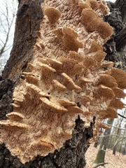 Irpiciporus