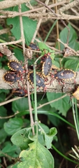 Spartocera