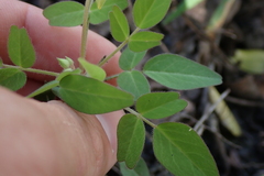 Oxalis frutescens
