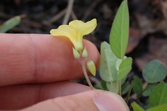 Oxalis frutescens