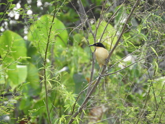 Donacobius atricapilla