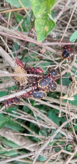 Spartocera