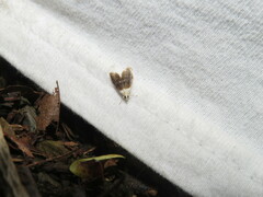 Lipocosmodes fuliginosalis