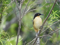 Donacobius atricapilla