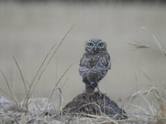 Athene noctua