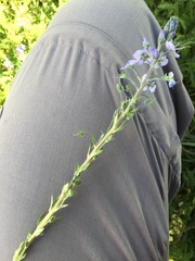 Veronica gentianoides