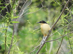 Donacobius atricapilla