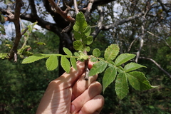 Bursera tomentosa