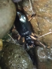 Oxycheila
