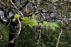 Bursera tomentosa