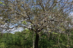 Bursera tomentosa