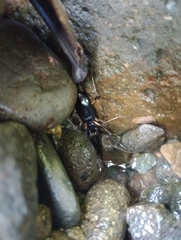 Oxycheila