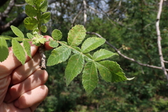 Bursera tomentosa