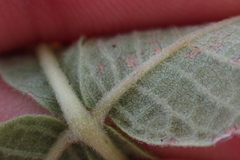 Bursera tomentosa