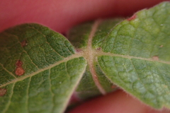 Bursera tomentosa