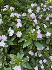 Impatiens sodenii